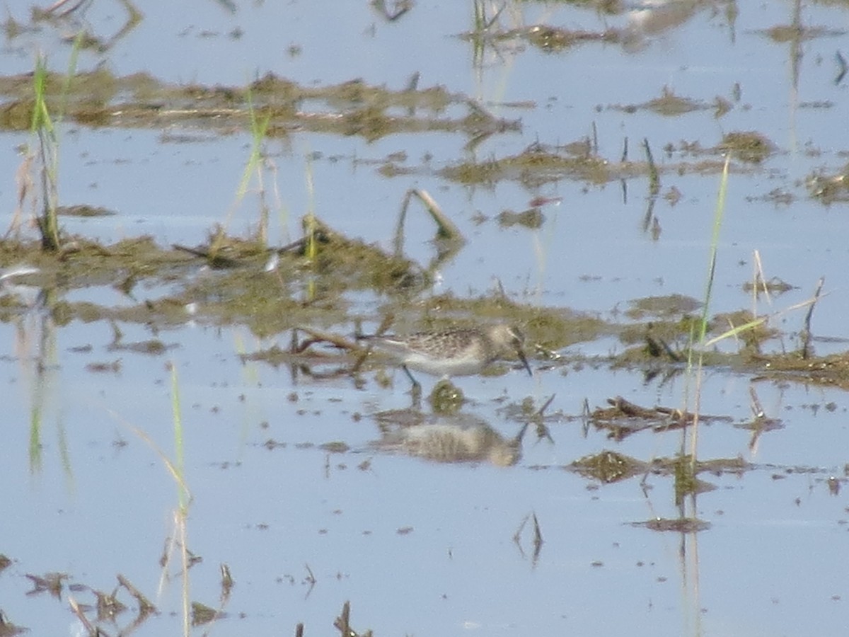 Baird's Sandpiper - ML642961125