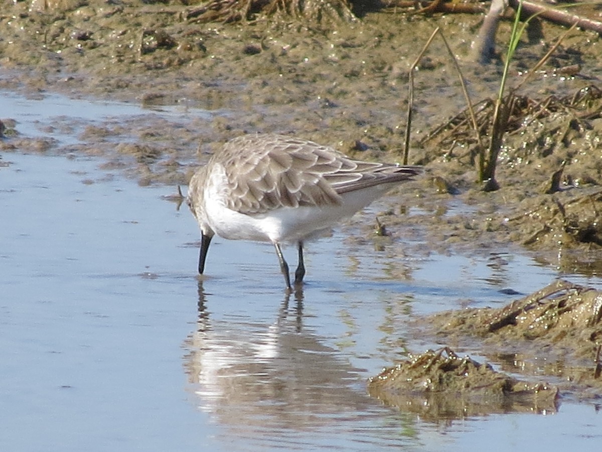 Little Stint - ML642961131