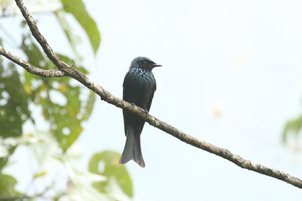 Drongo bronzé - ML642961142