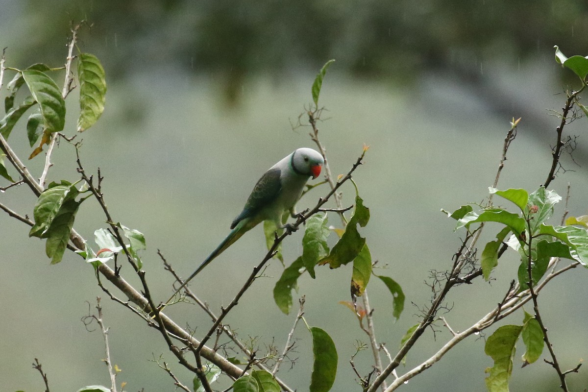 Malabar Parakeet - ML642961146