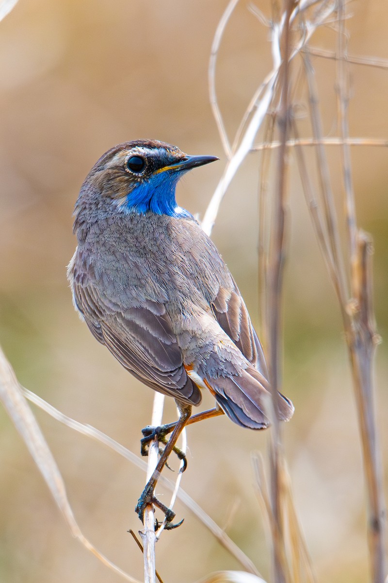 Bluethroat - ML642961168