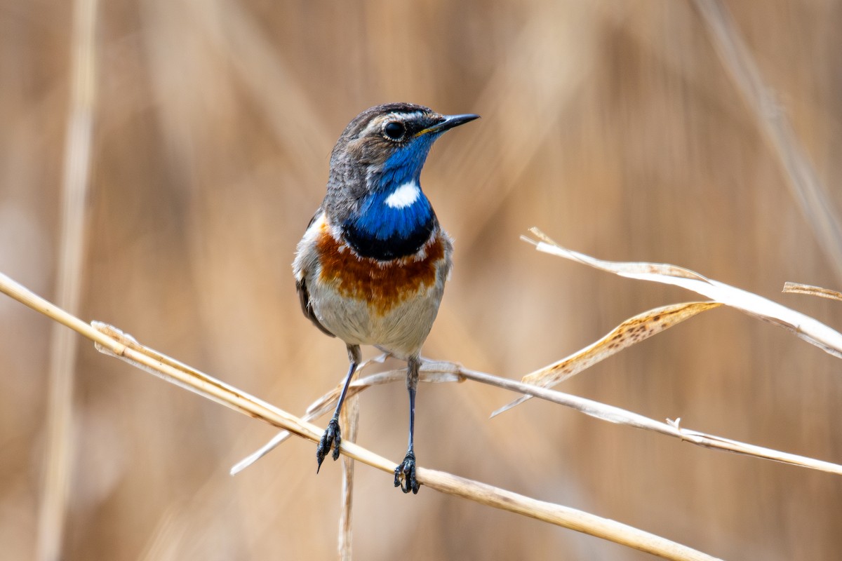 Bluethroat - ML642961169