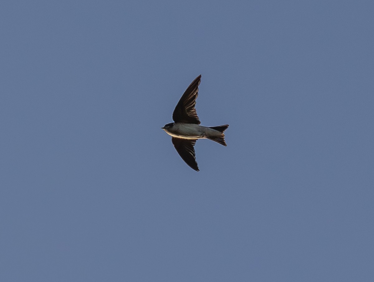 Tree Martin - ML642961174