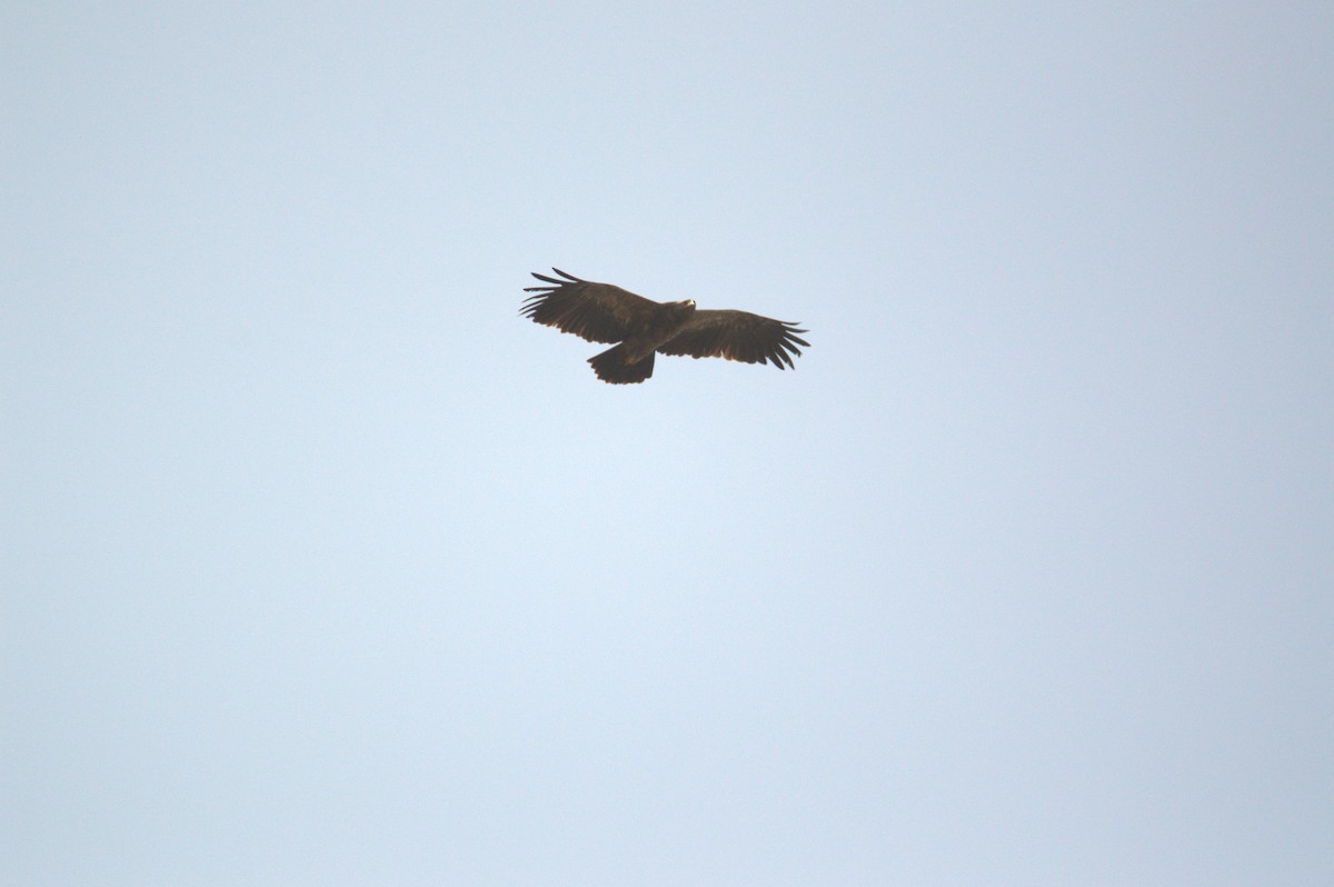Lesser Spotted Eagle - ML642961176