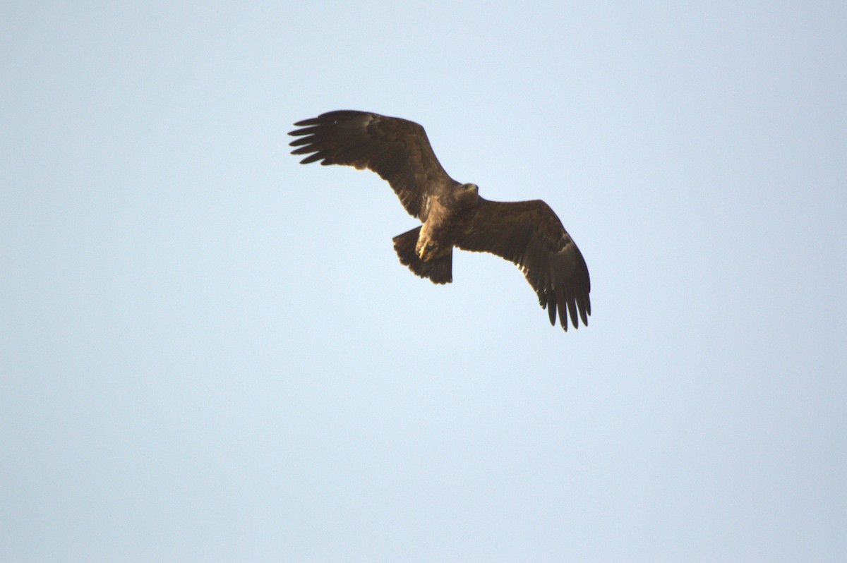Lesser Spotted Eagle - ML642961177