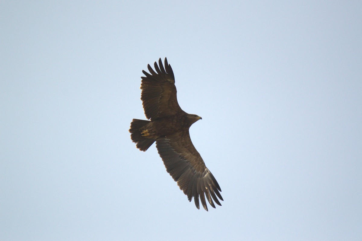 Lesser Spotted Eagle - ML642961178