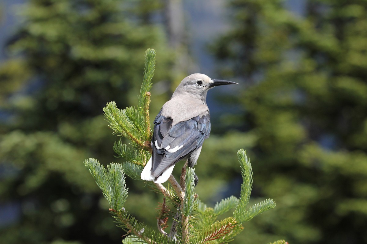 Clark's Nutcracker - ML642961183