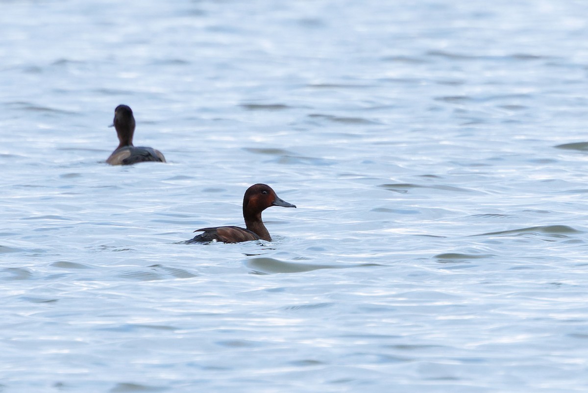 Ferruginous Duck - ML642961184