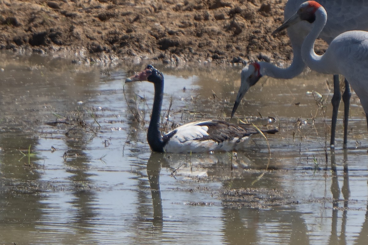Magpie Goose - ML642961198