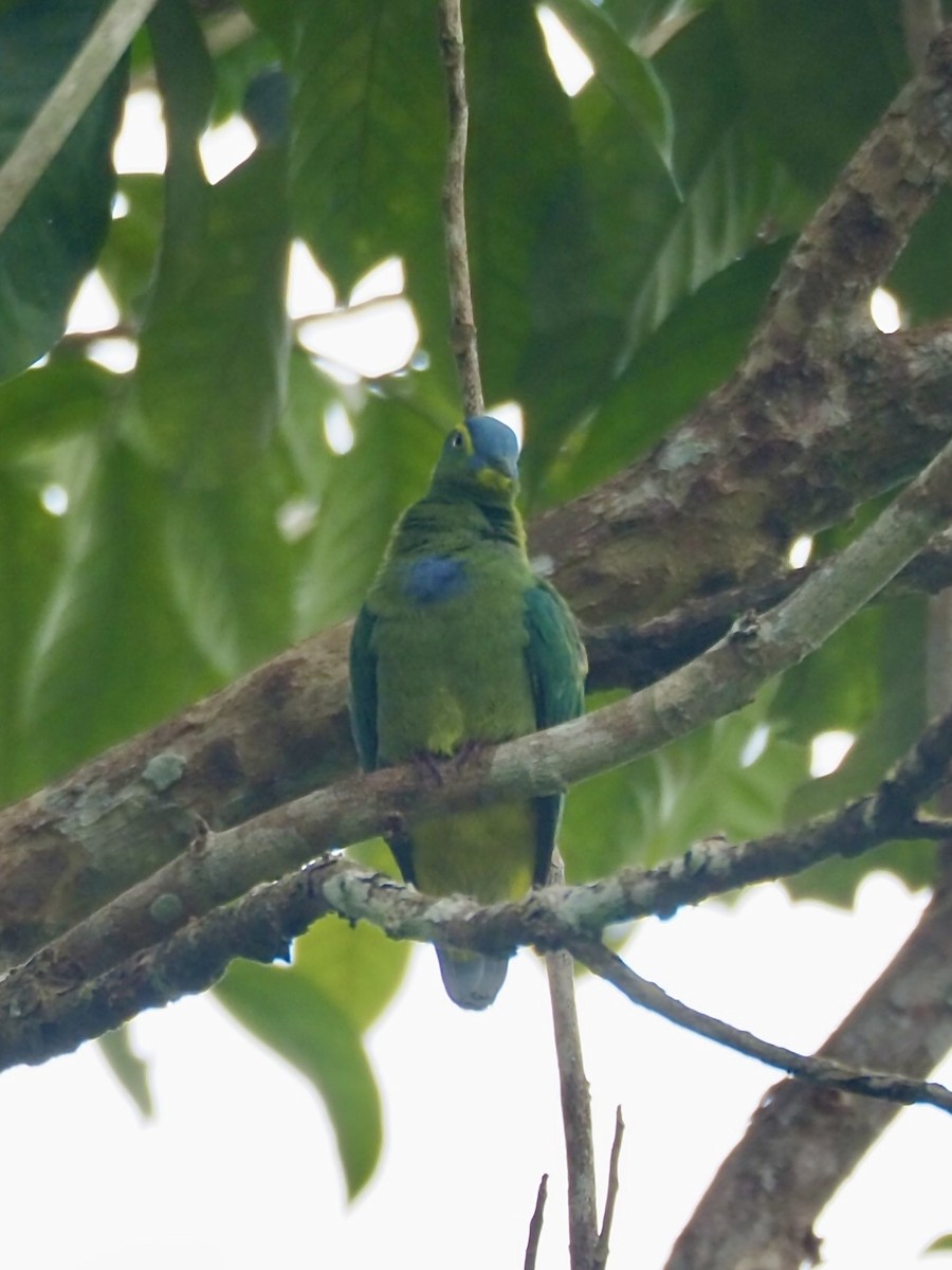 Blue-capped Fruit-Dove - ML642961213