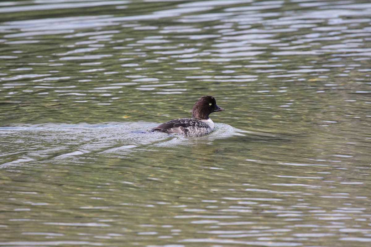 Barrow's Goldeneye - ML642961216