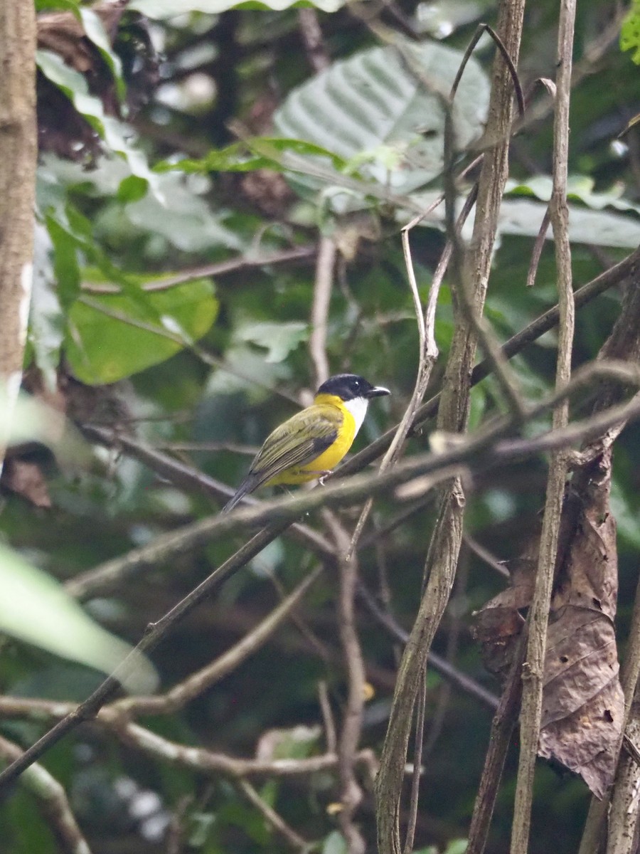 Black-chinned Whistler - ML642961222