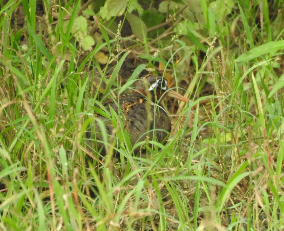 Greater Painted-Snipe - ML642961225
