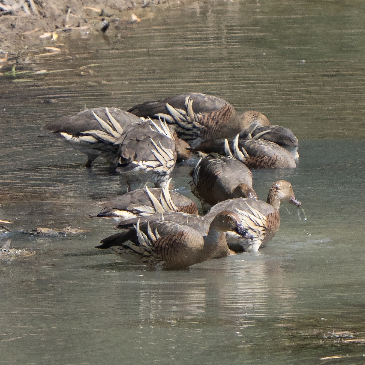 Plumed Whistling-Duck - ML642961226