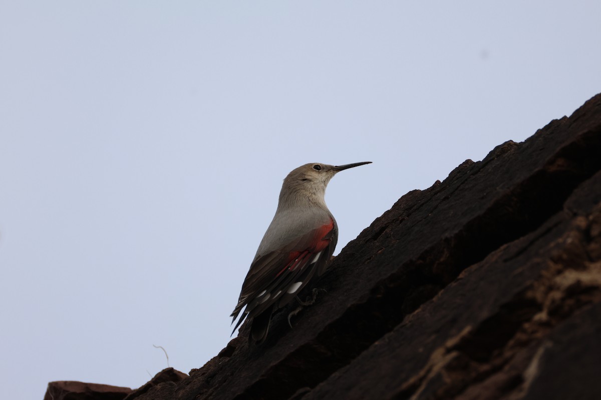 Wallcreeper - ML642961236