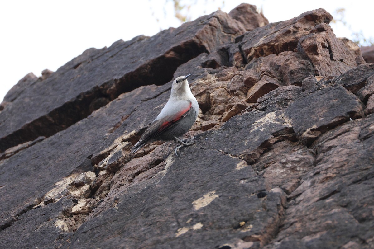 Wallcreeper - ML642961237