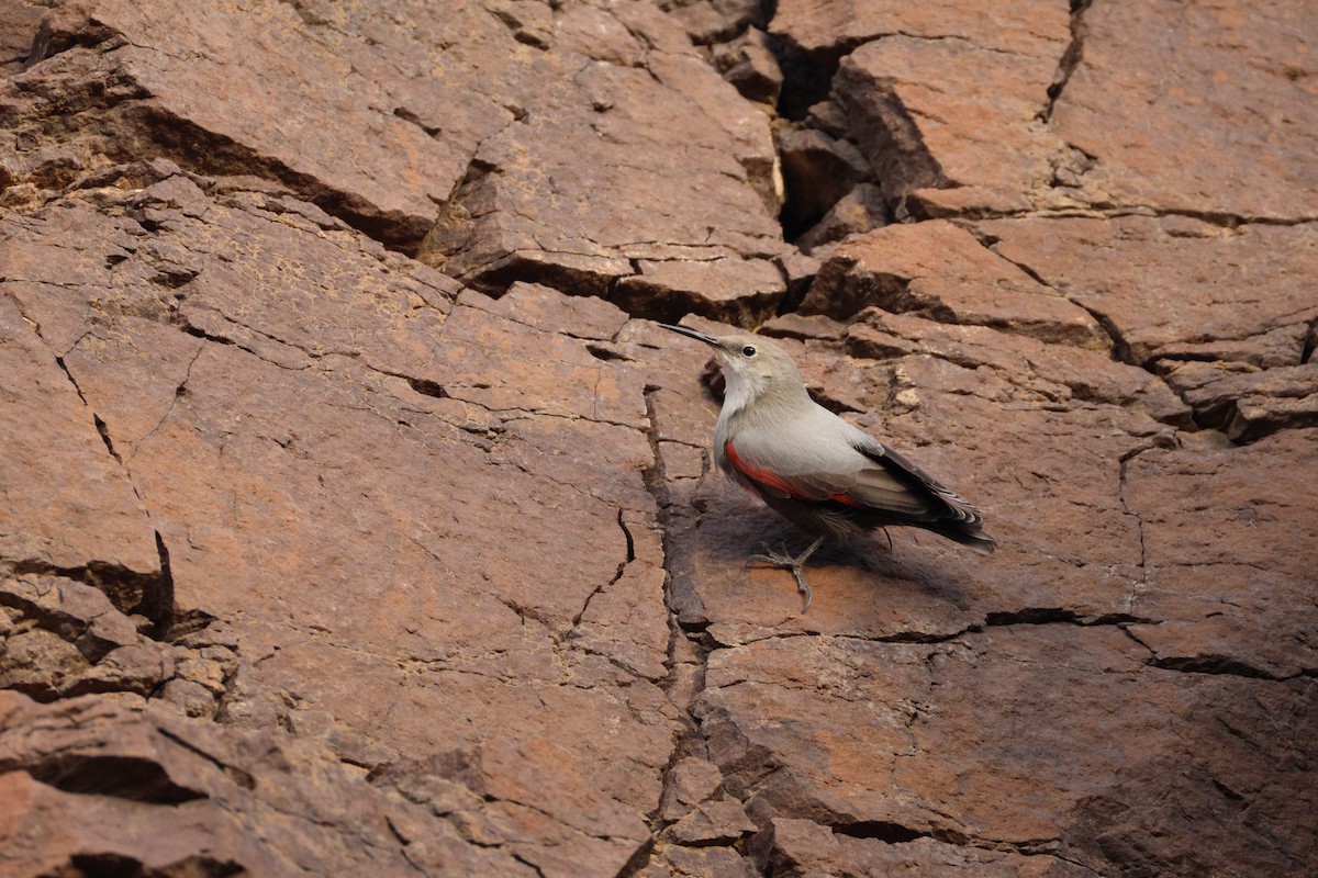 Wallcreeper - ML642961238