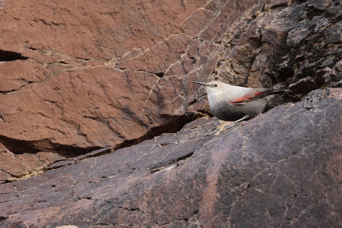Wallcreeper - ML642961239