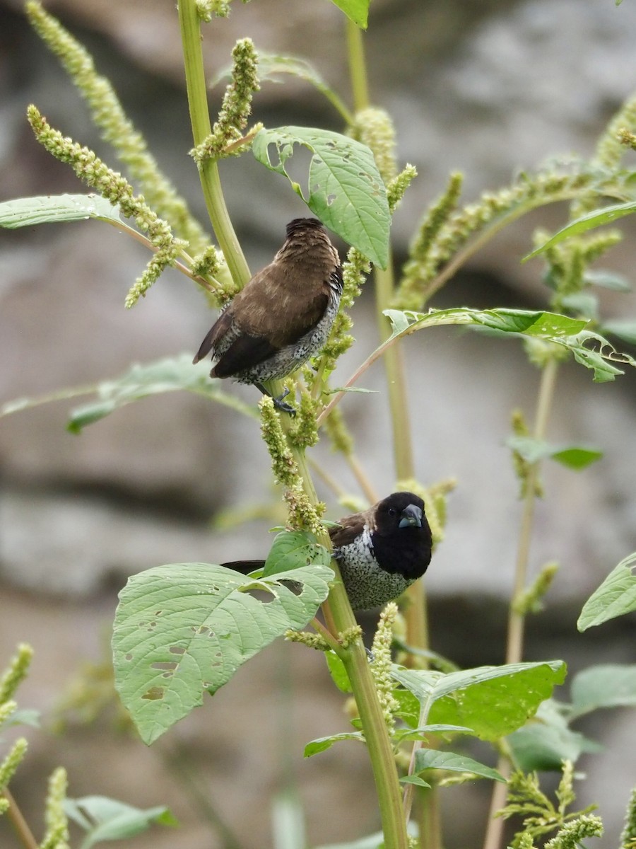 Black-faced Munia - ML642961240