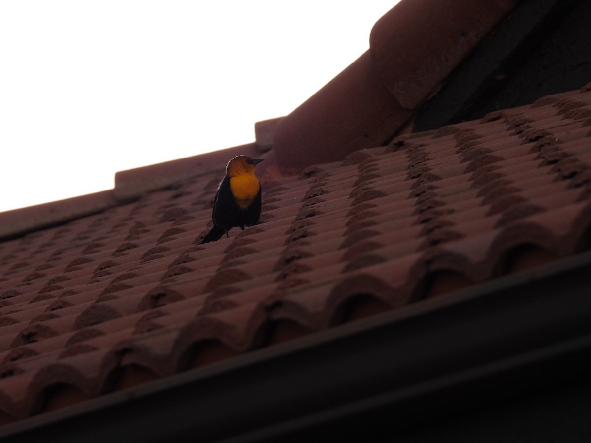 Yellow-headed Blackbird - ML642961253