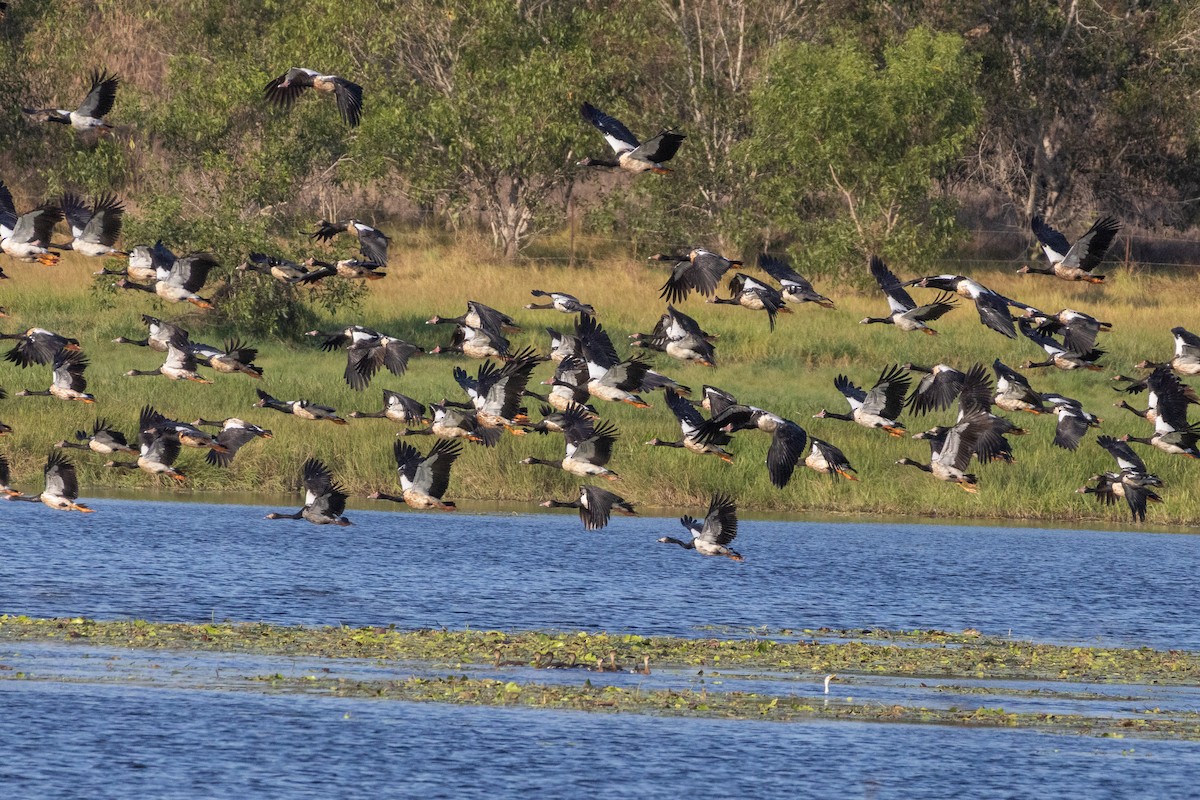 Magpie Goose - ML642961263