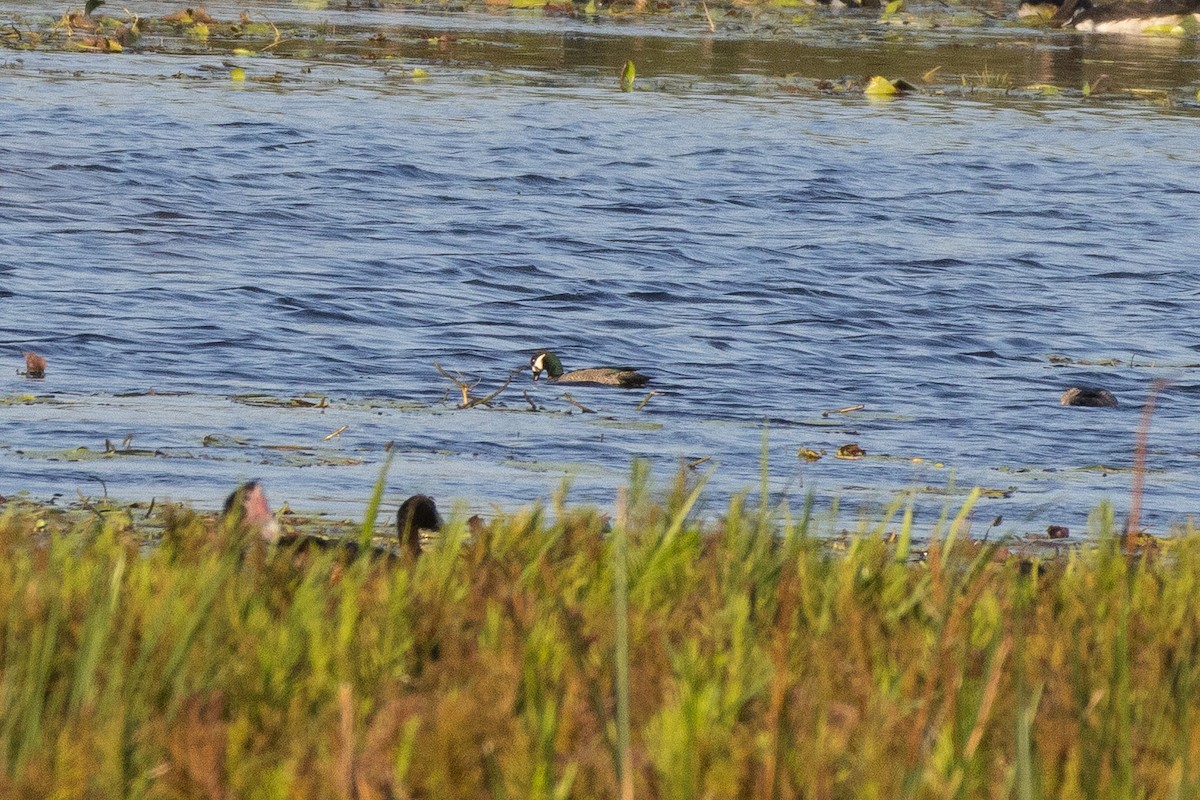 Green Pygmy-Goose - ML642961268