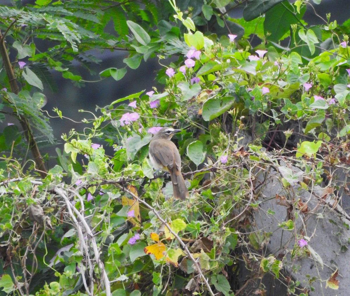 White-browed Bulbul - ML642961275