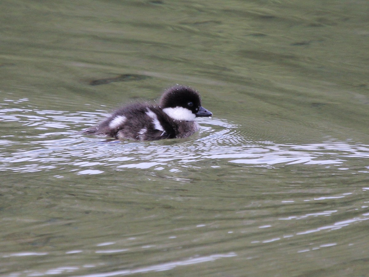 Barrow's Goldeneye - ML642961279