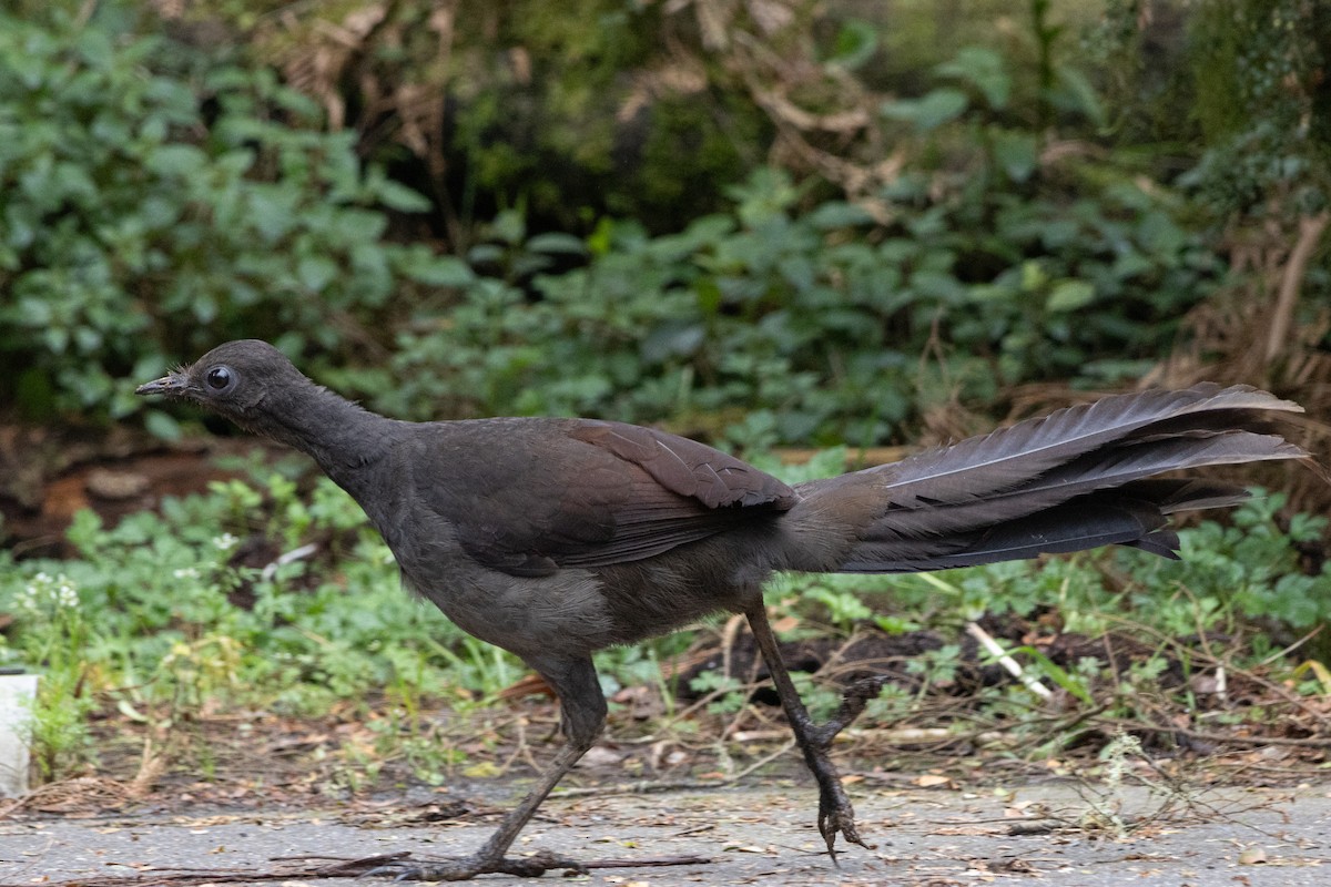 Superb Lyrebird - ML642961283