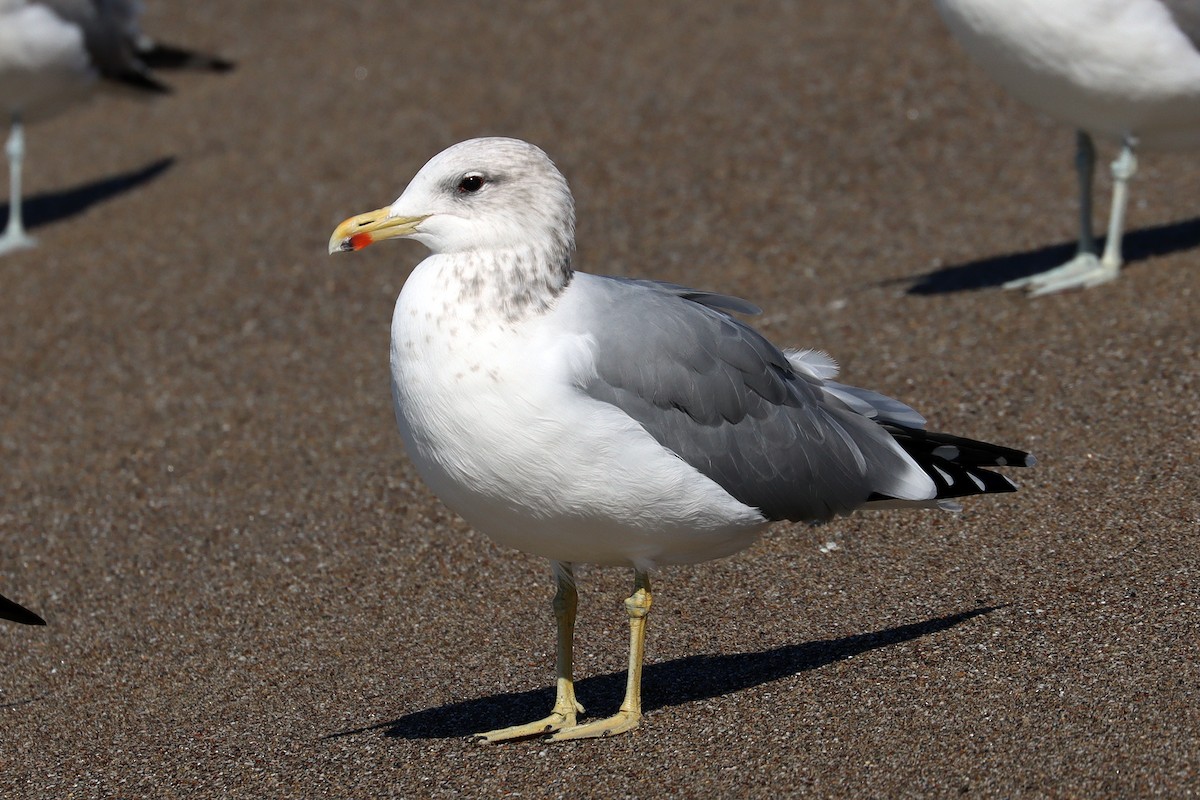 California Gull - ML642961287