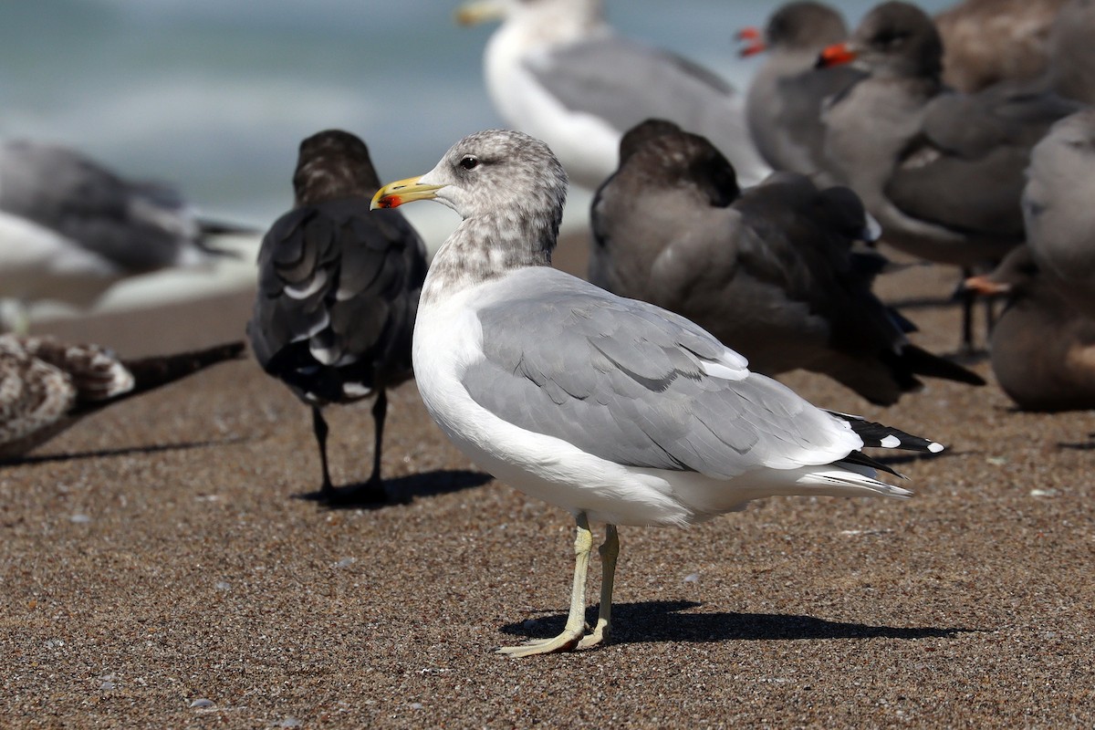 California Gull - ML642961291