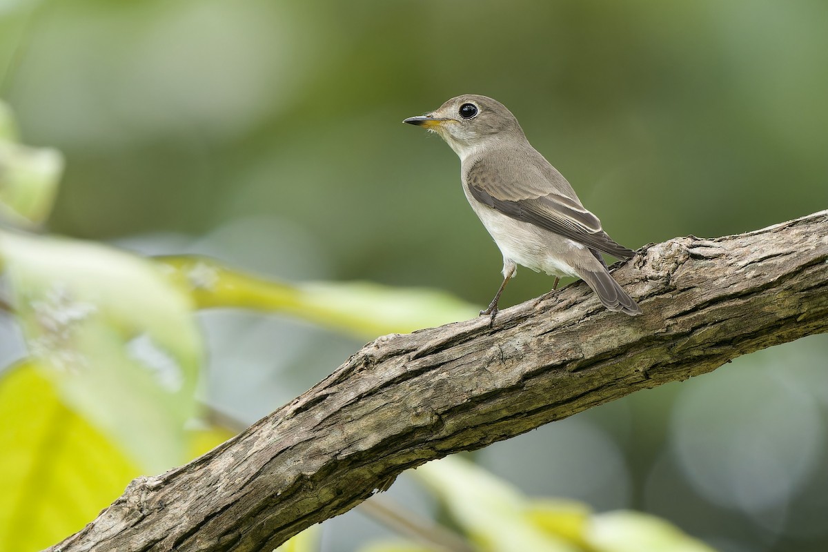 Asian Brown Flycatcher (Northern) - ML642961301