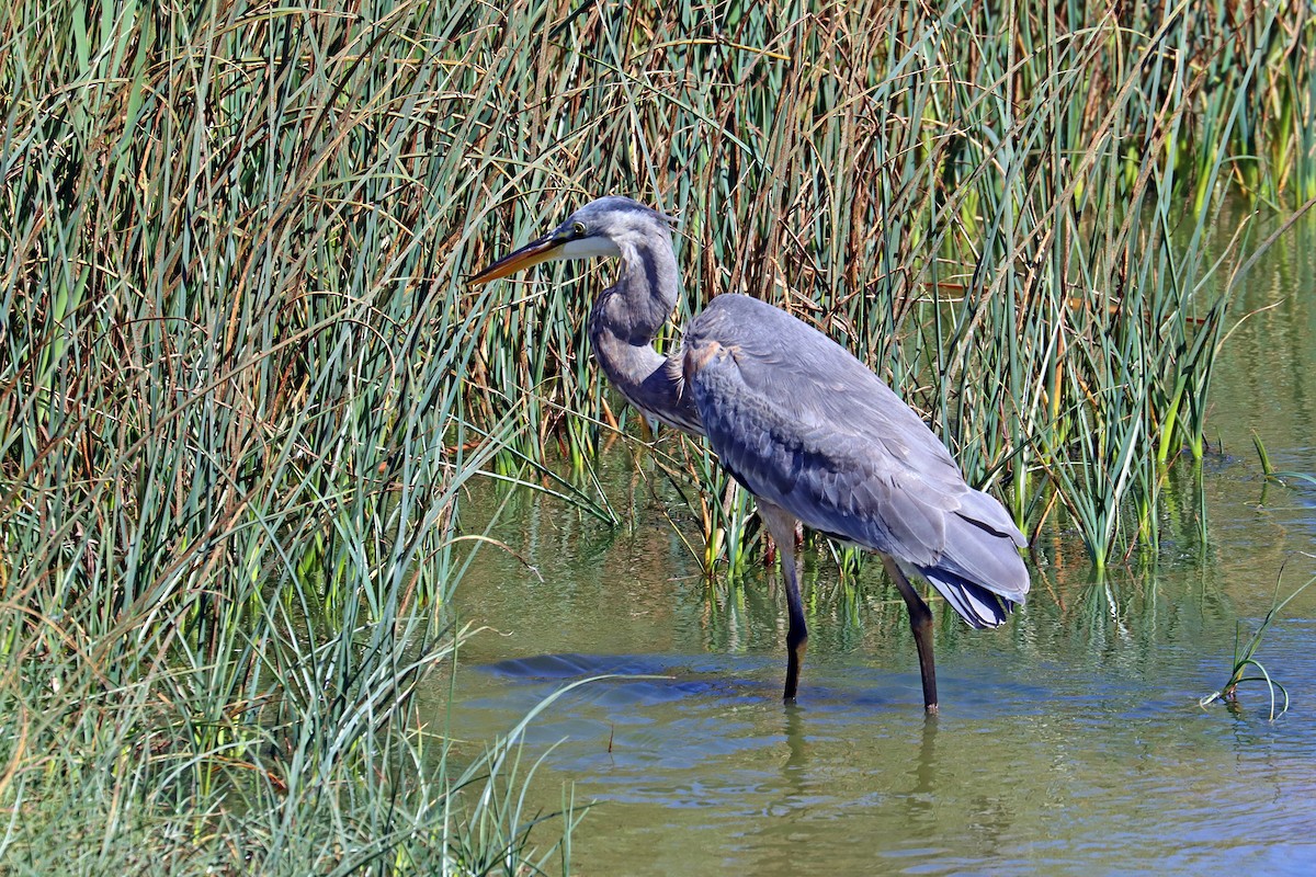 Great Blue Heron - ML642961302