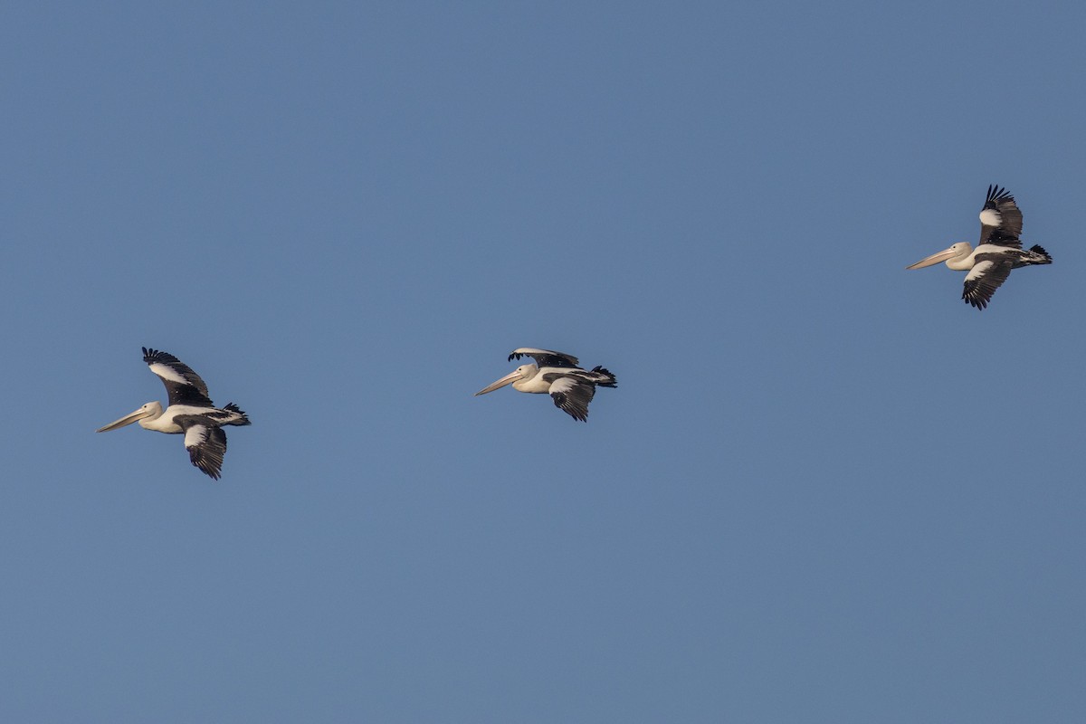 Australian Pelican - ML642961308