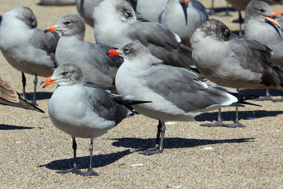 Heermann's Gull - ML642961309
