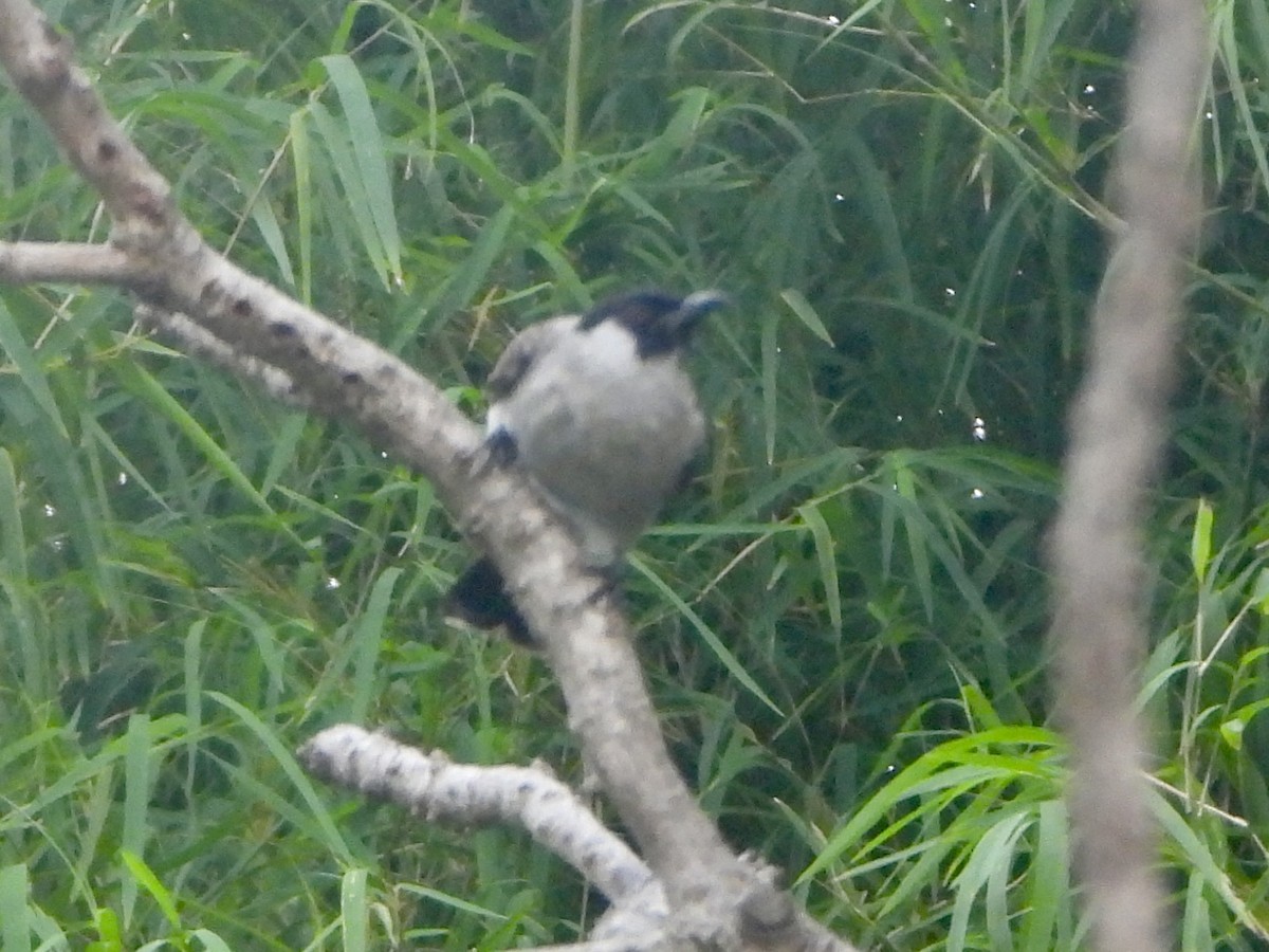 sothettebylbyl - ML642961312