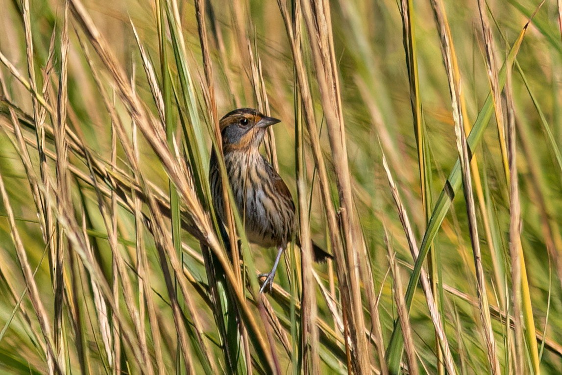 Saltmarsh Sparrow - ML642961318