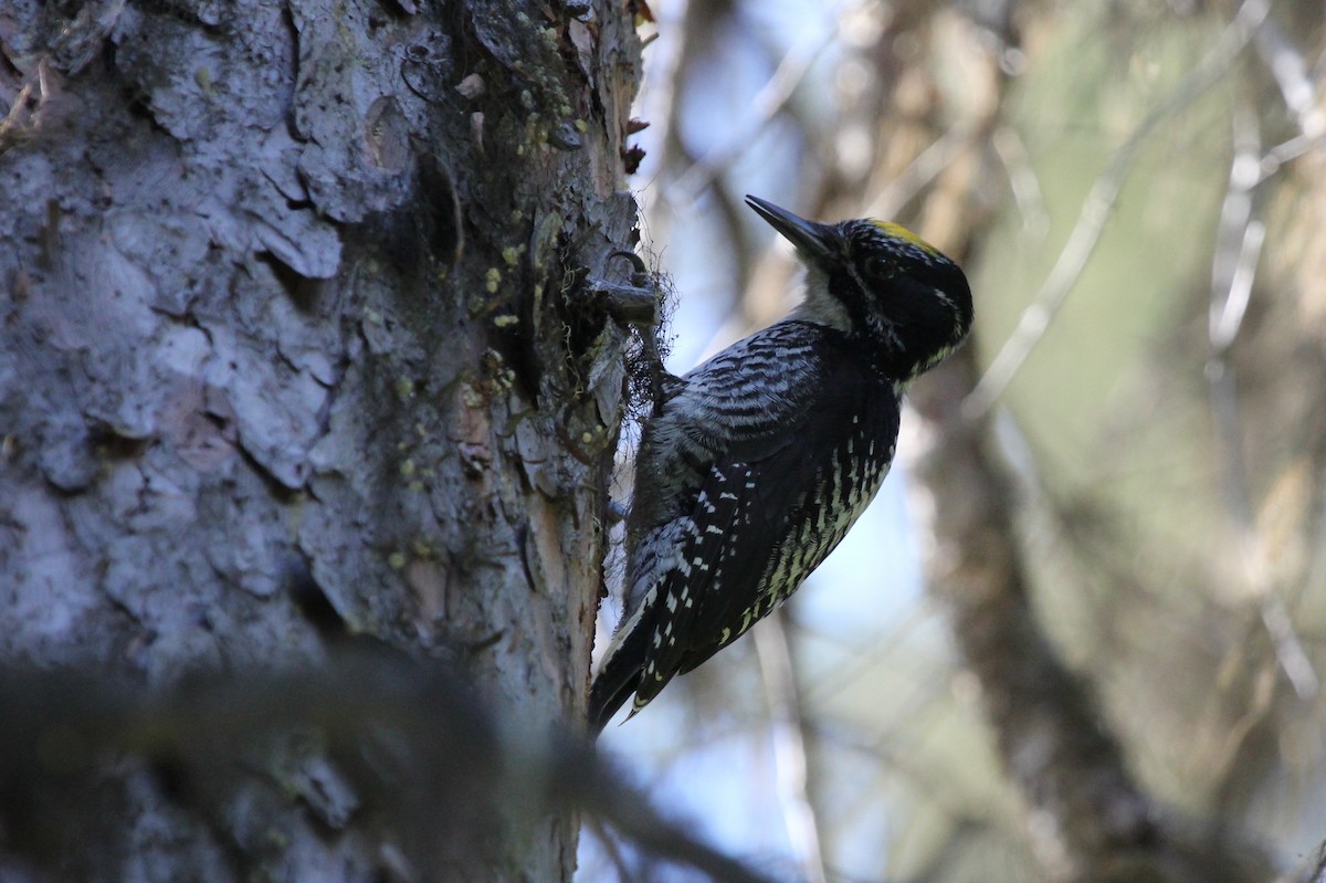 American Three-toed Woodpecker - ML642961319