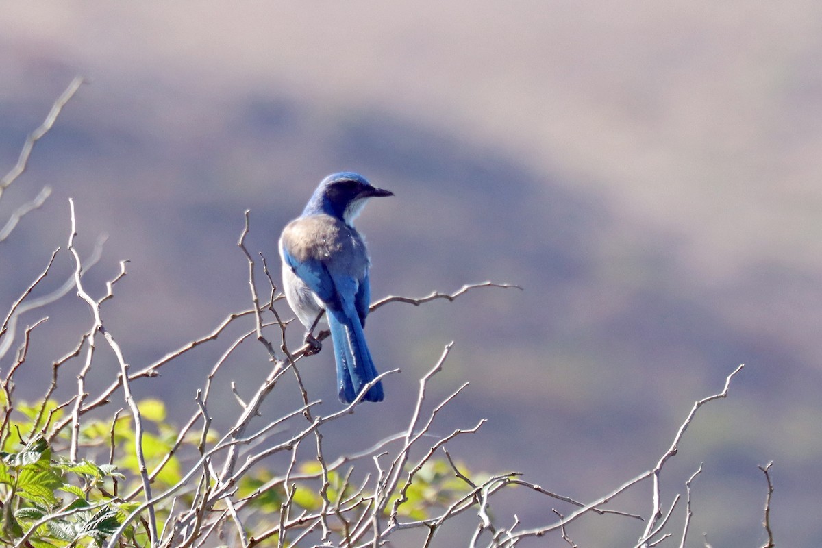 California Scrub-Jay - ML642961322