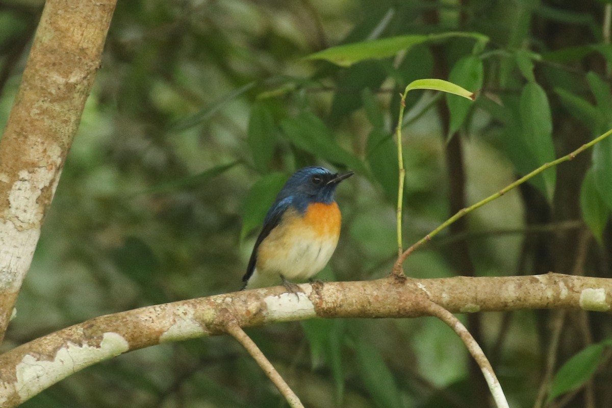 Blue-throated Flycatcher - ML642961326