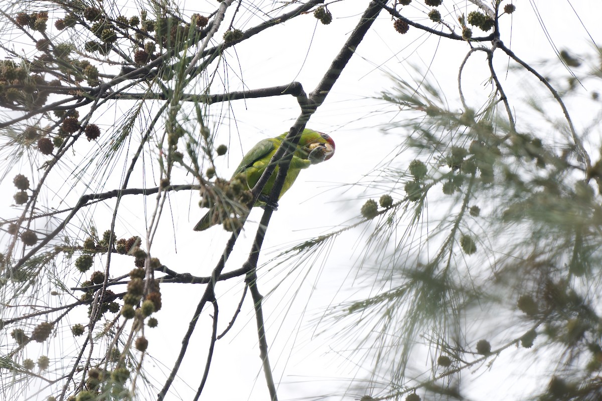 Iris Lorikeet - ML642961329