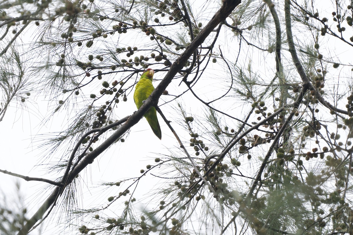Iris Lorikeet - ML642961330