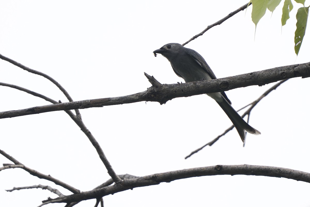 askedrongo (salangensis) - ML642961333