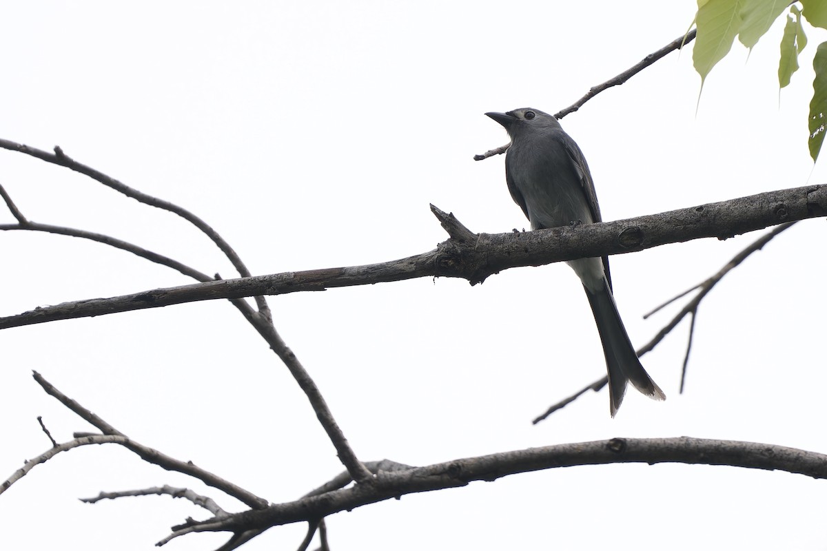 askedrongo (salangensis) - ML642961334