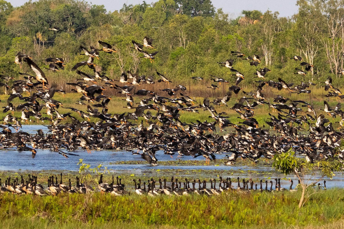 Magpie Goose - ML642961339