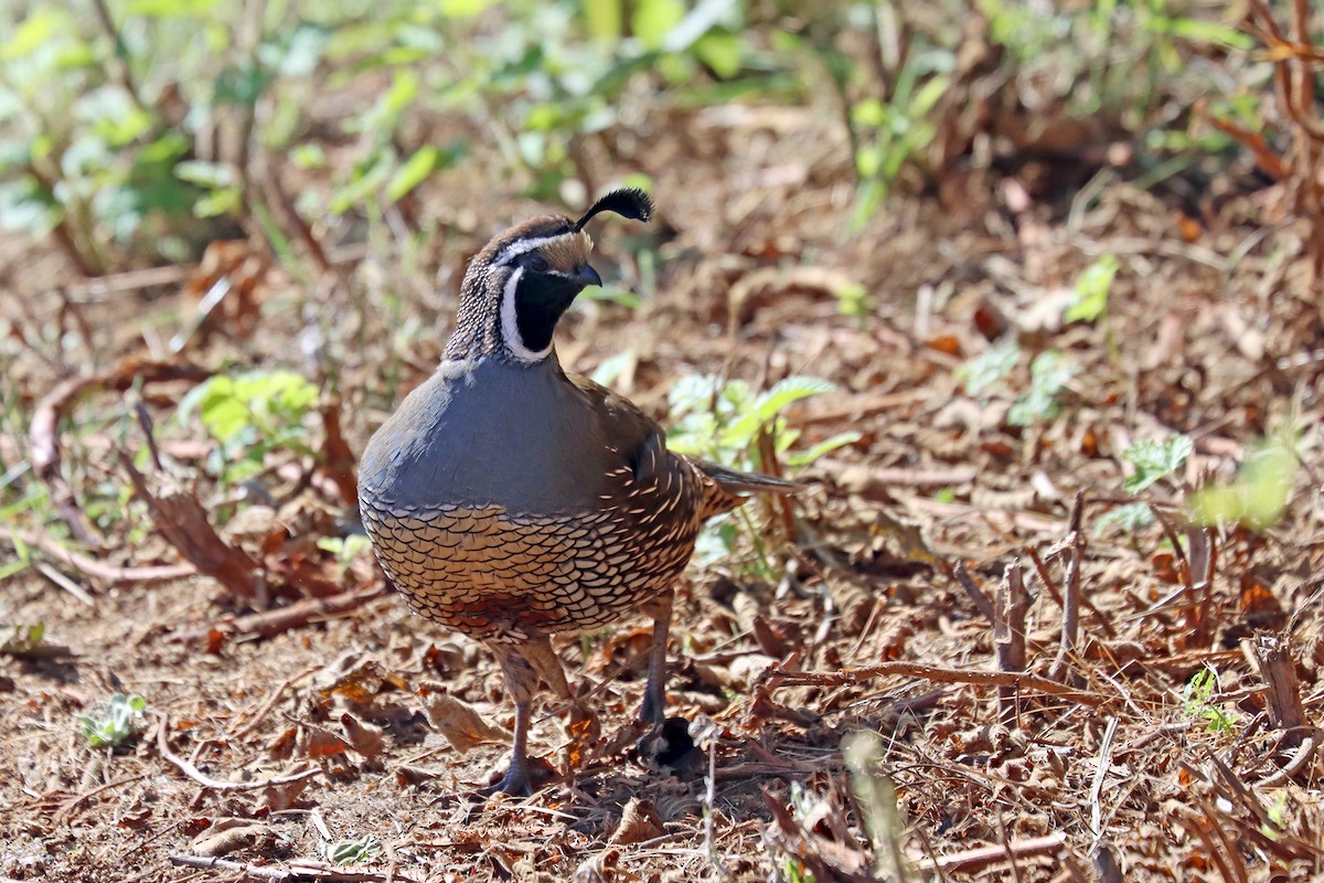 California Quail - ML642961340