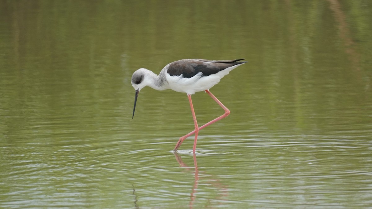 Эгэл хилэн жигүүр - ML642961341