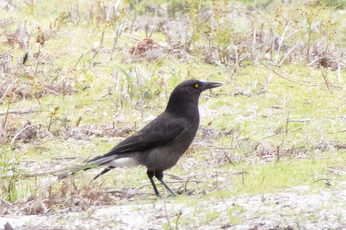 Gray Currawong - ML642961343