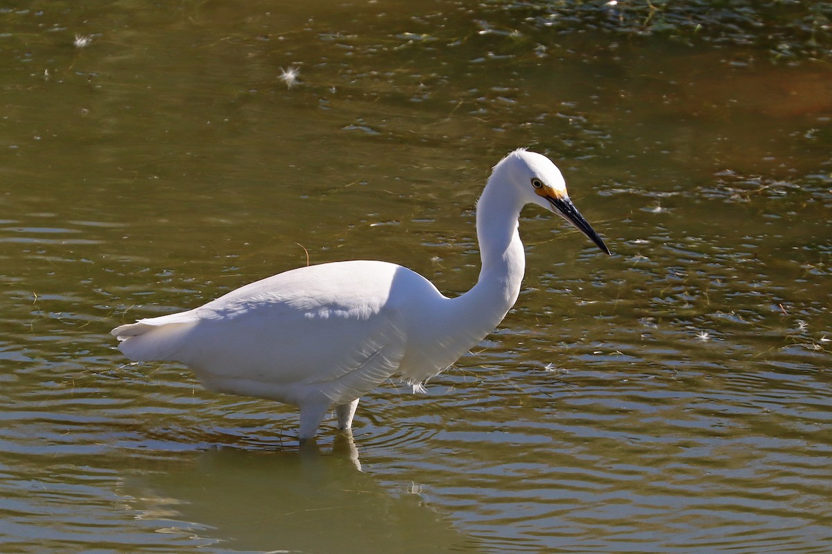 Snowy Egret - ML642961344