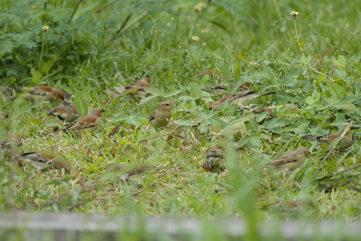 Plain-backed Sparrow - ML642961346